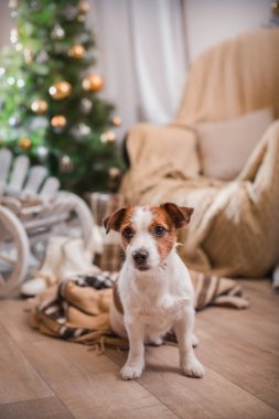 Noel, yeni yıl, Jack Russell Terrier köpek