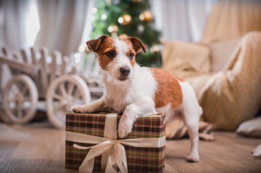 Noel, yeni yıl, Jack Russell Terrier köpek