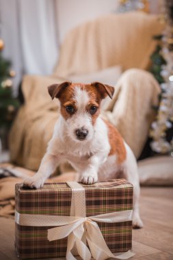 Noel, yeni yıl, Jack Russell Terrier köpek