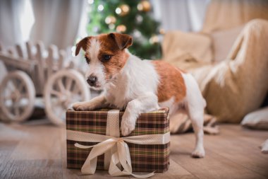 Noel, yeni yıl, Jack Russell Terrier köpek