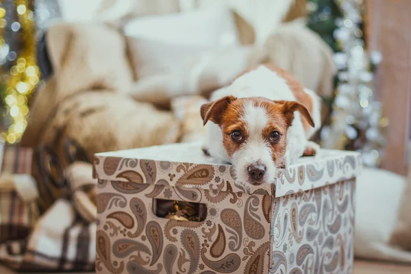 Dog christmas, new year, Jack Russell Terrier — Stock Photo, Image