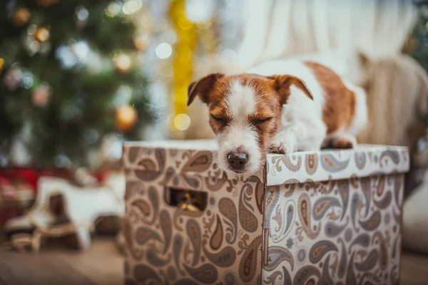 Hond van Kerstmis, Nieuwjaar, Jack Russell Terriër — Stockfoto