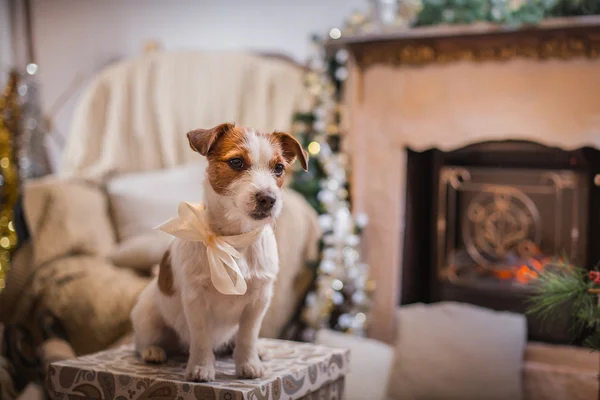 Chien Noël, Nouvel An, Jack Russell Terrier — Photo