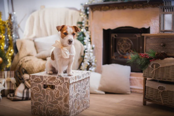 Perro navidad, año nuevo, Jack Russell Terrier — Foto de Stock