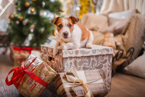 Hund Weihnachten, Neujahr, Jack Russell Terrier — Stockfoto