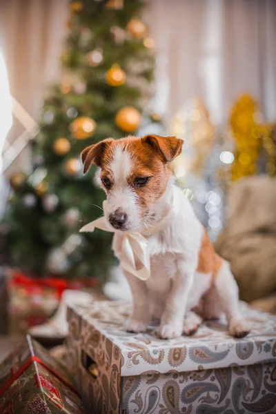 Hund jul, nyår, Jack Russell Terrier — Stockfoto