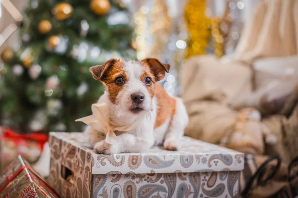 Hund Weihnachten, Neujahr, Jack Russell Terrier — Stockfoto