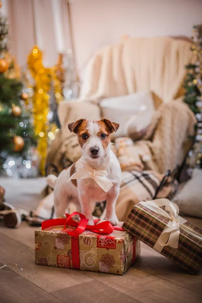 Pies Boże Narodzenie, nowy rok, Jack Russell Terrier — Zdjęcie stockowe