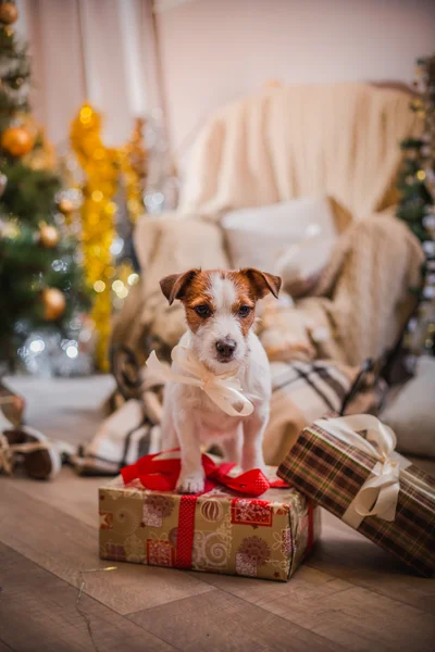 Perro navidad, año nuevo, Jack Russell Terrier — Foto de Stock