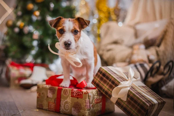 Perro navidad, año nuevo, Jack Russell Terrier — Foto de Stock