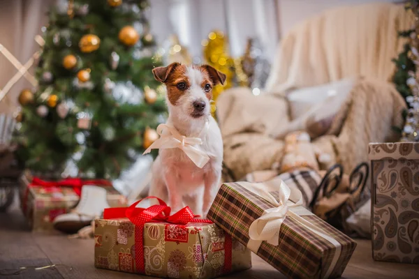 Pies Boże Narodzenie, nowy rok, Jack Russell Terrier — Zdjęcie stockowe