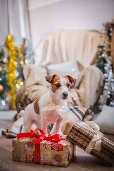 Kutya karácsony, újév, Jack Russell Terrier — Stock Fotó