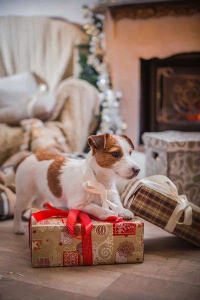 Hund jul, nyår, Jack Russell Terrier — Stockfoto