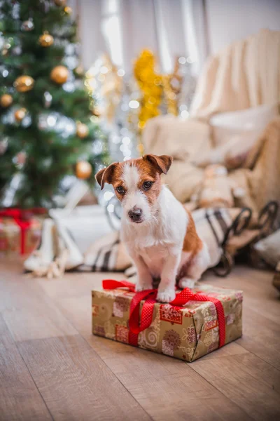 Dog christmas, new year, Jack Russell Terrier — Stock Photo, Image