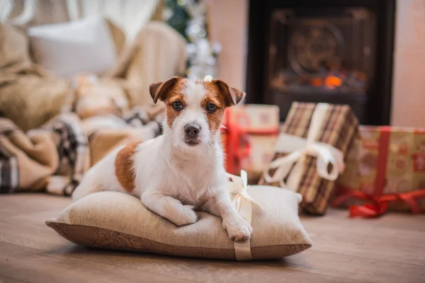 Hund jul, nyår, Jack Russell Terrier — Stockfoto