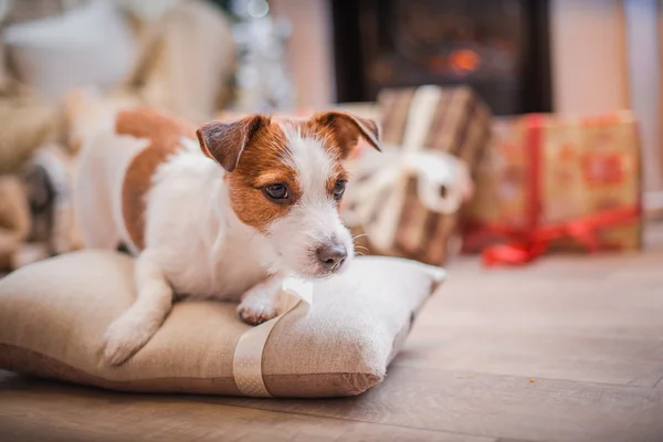 Hund Weihnachten, Neujahr, Jack Russell Terrier — Stockfoto