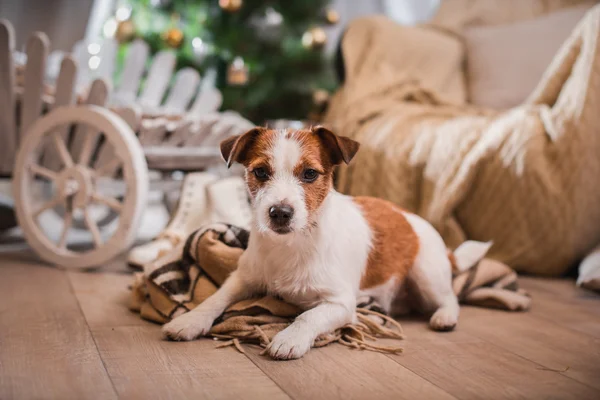 Hond van Kerstmis, Nieuwjaar, Jack Russell Terriër — Stockfoto
