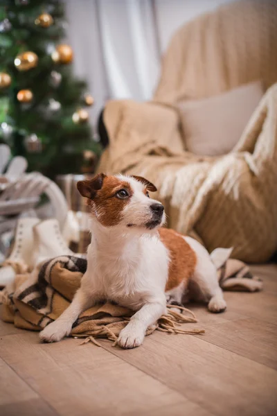 杰克罗素梗犬狗圣诞节，新年， — 图库照片