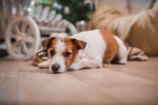 Perro navidad, año nuevo, Jack Russell Terrier —  Fotos de Stock