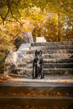 doğa sonbahar doğurmak Cane Corso köpek