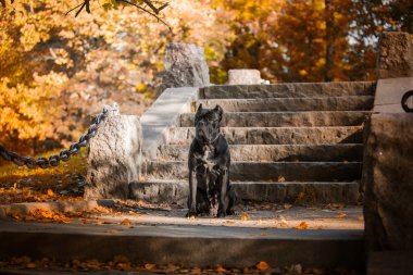 doğa sonbahar doğurmak Cane Corso köpek
