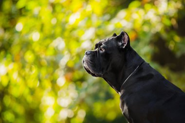 doğa sonbahar doğurmak Cane Corso köpek