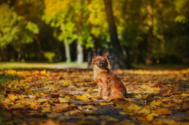 oyuncak terrier köpek niteliğine sonbaharda