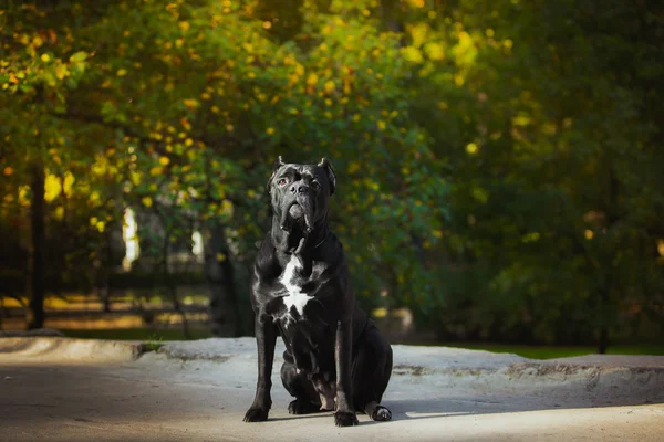 Hond op natuur herfst RAS Cane Corso — Stockfoto