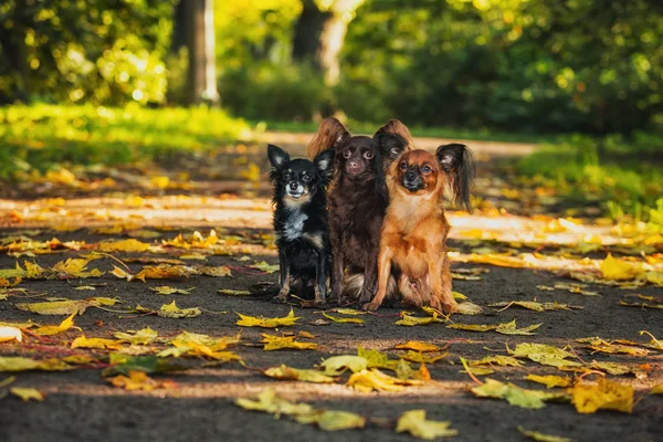 Cão terrier de brinquedo no outono na natureza — Fotografia de Stock