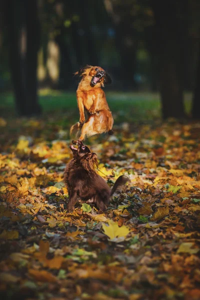 Toy terrier dog in the autumn on the nature — Stock Photo, Image