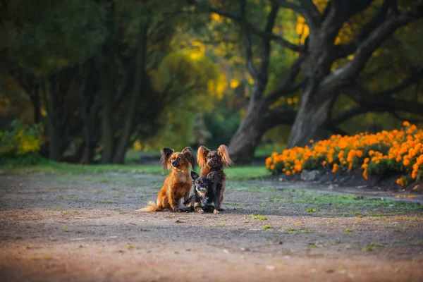 Oyuncak terrier köpek niteliğine sonbaharda — Stok fotoğraf