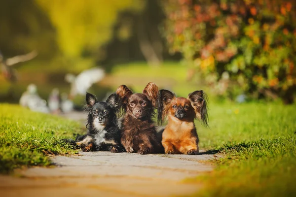 Mainan anjing terrier di musim gugur di alam — Stok Foto