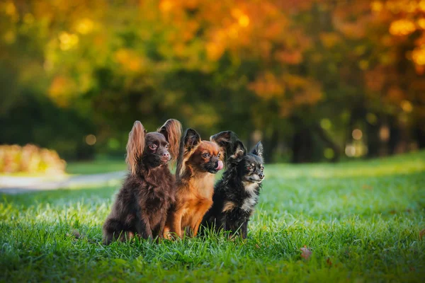 Cão terrier de brinquedo no outono na natureza — Fotografia de Stock