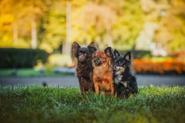 Cão terrier de brinquedo no outono na natureza — Fotografia de Stock