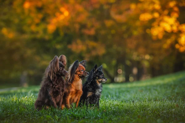 Toy terrier dog in the autumn on the nature — Stock Photo, Image