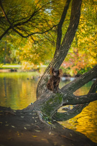 Spielzeug-Terrier-Hund im Herbst in der Natur — Stockfoto