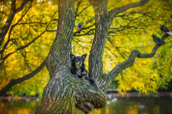 Hračka pes teriér na podzim na povaze — Stock fotografie