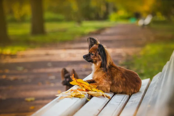 Cão terrier de brinquedo no outono na natureza — Fotografia de Stock