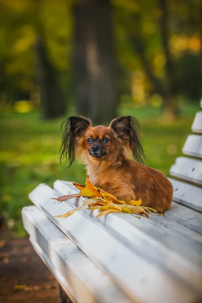 Juguete terrier perro en el otoño en la naturaleza — Foto de Stock