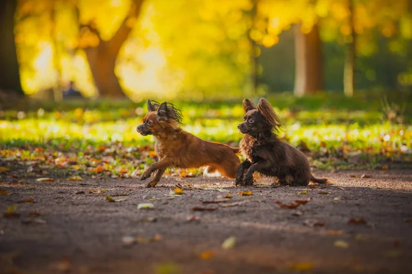 Toy terrier dog in the autumn on the nature — Stock Photo, Image