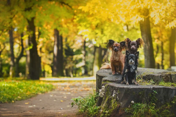 Τεριέ σκυλί παιχνιδιών το φθινόπωρο σχετικά με τη φύση — Φωτογραφία Αρχείου