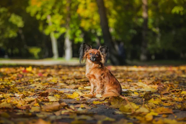 Zabawka pies Terier jesienią na charakter — Zdjęcie stockowe