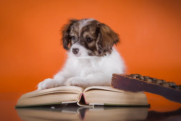 Chiot mignon de la race papillon — Photo