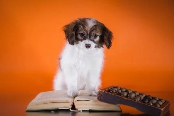 Lindo cachorro de raza papillon —  Fotos de Stock