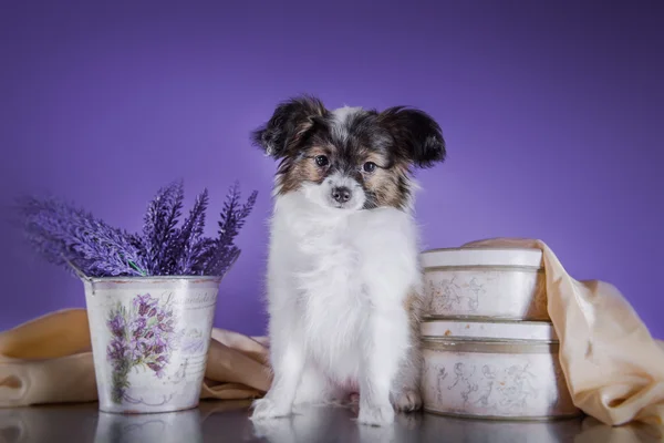 Симпатичный щенок из породы папиллон — стоковое фото