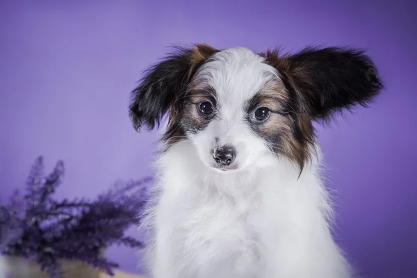 Cãozinho bonito de papillon de raça — Fotografia de Stock