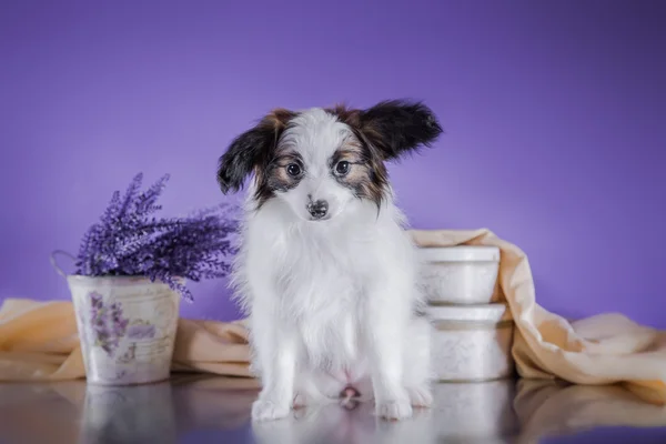 Cãozinho bonito de papillon de raça — Fotografia de Stock