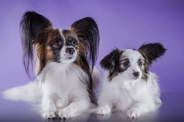 Niedliche Welpen der Rasse Papillon — Stockfoto