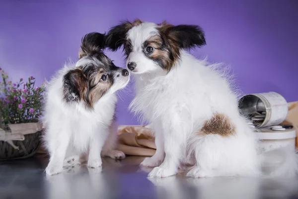 Cute puppy of breed papillon — Stock Photo, Image