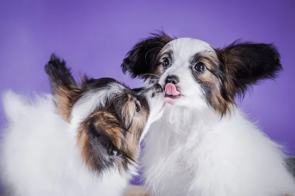 Cute puppy of breed papillon — Stock Photo, Image